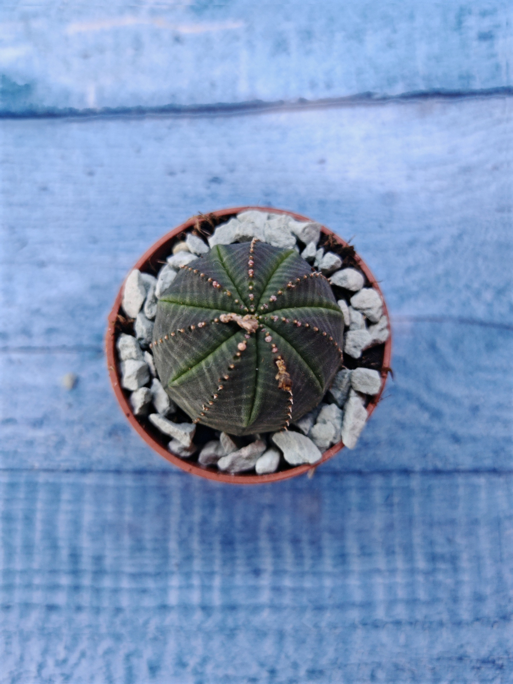 Суккулент Euphorbia Obesa (Эуфорбия)