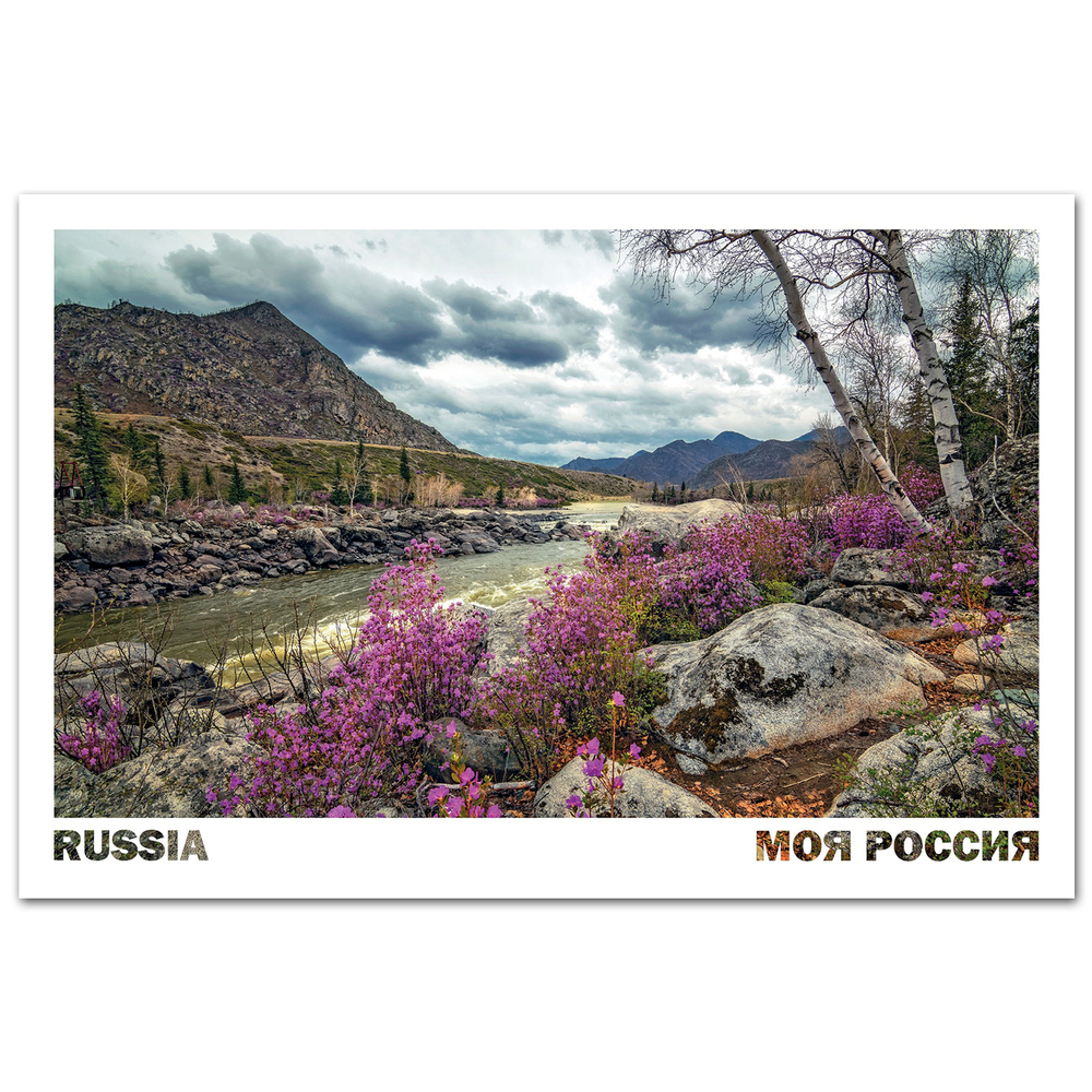 Ильгуменские пороги на реке Катунь и цветение маральника, Алтай