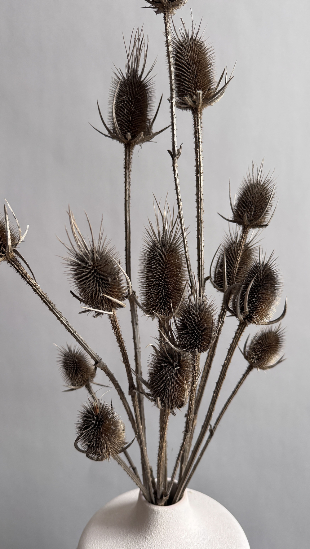 Ворсянка натуральная