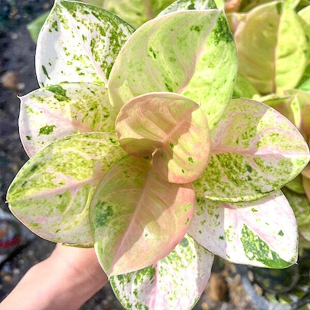 Аглаонема GAMLAI THONG / PINK EMERALD (A139)