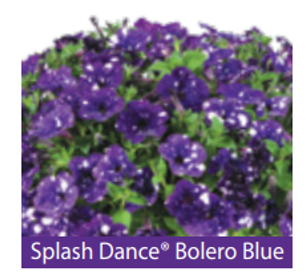ЕВРО Петуния Splash Dance Bolero Blue ОКС укорененные черенки В наличии