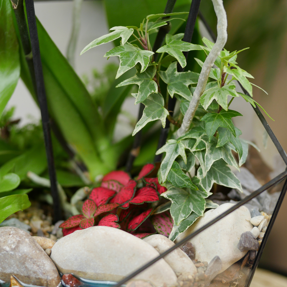 Готовый флорариум с орхидеей Лайм Икос L с озером