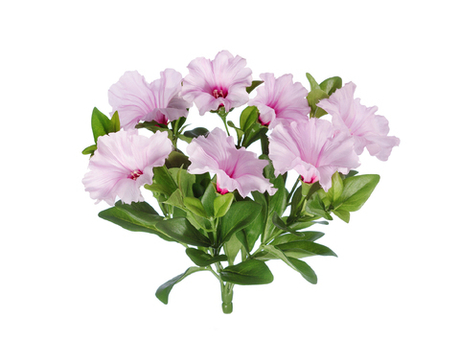 Петуния куст бледно-сирененвый