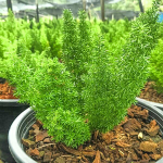 Спаржа густоцветковая ASPARAGUS DENSIFLORUS