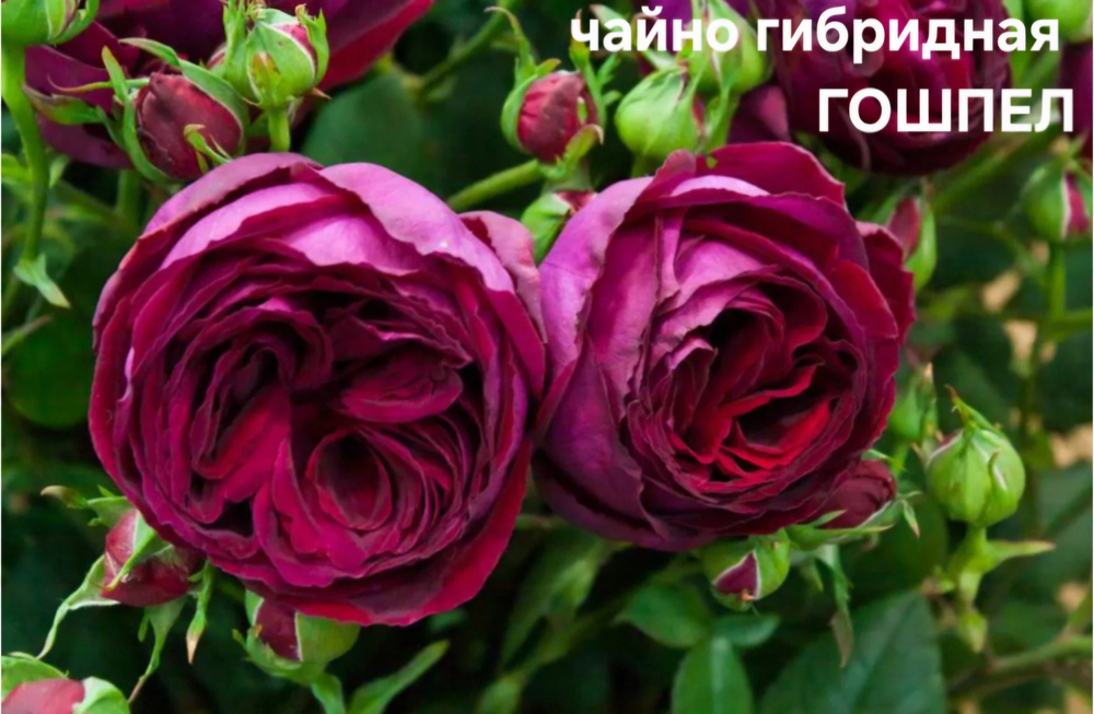 Саженцы роз чайно гибридная ГОШПЕЛ
