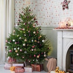 Живая елка русская