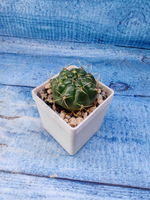 Matucana Aureiflora (Матукана)