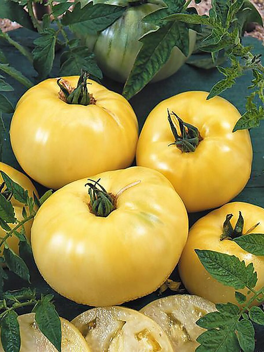 Большой белый бифштекс Great white beefsteak