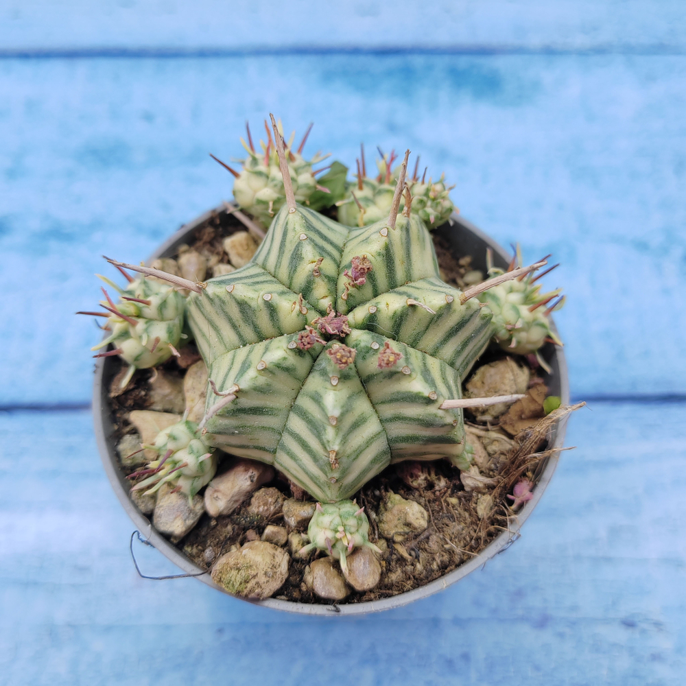 Euphorbia meloformis f. Variegated (Эуфорбия вариегатная)