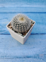 Notocactus Scopa (Нотокактус)