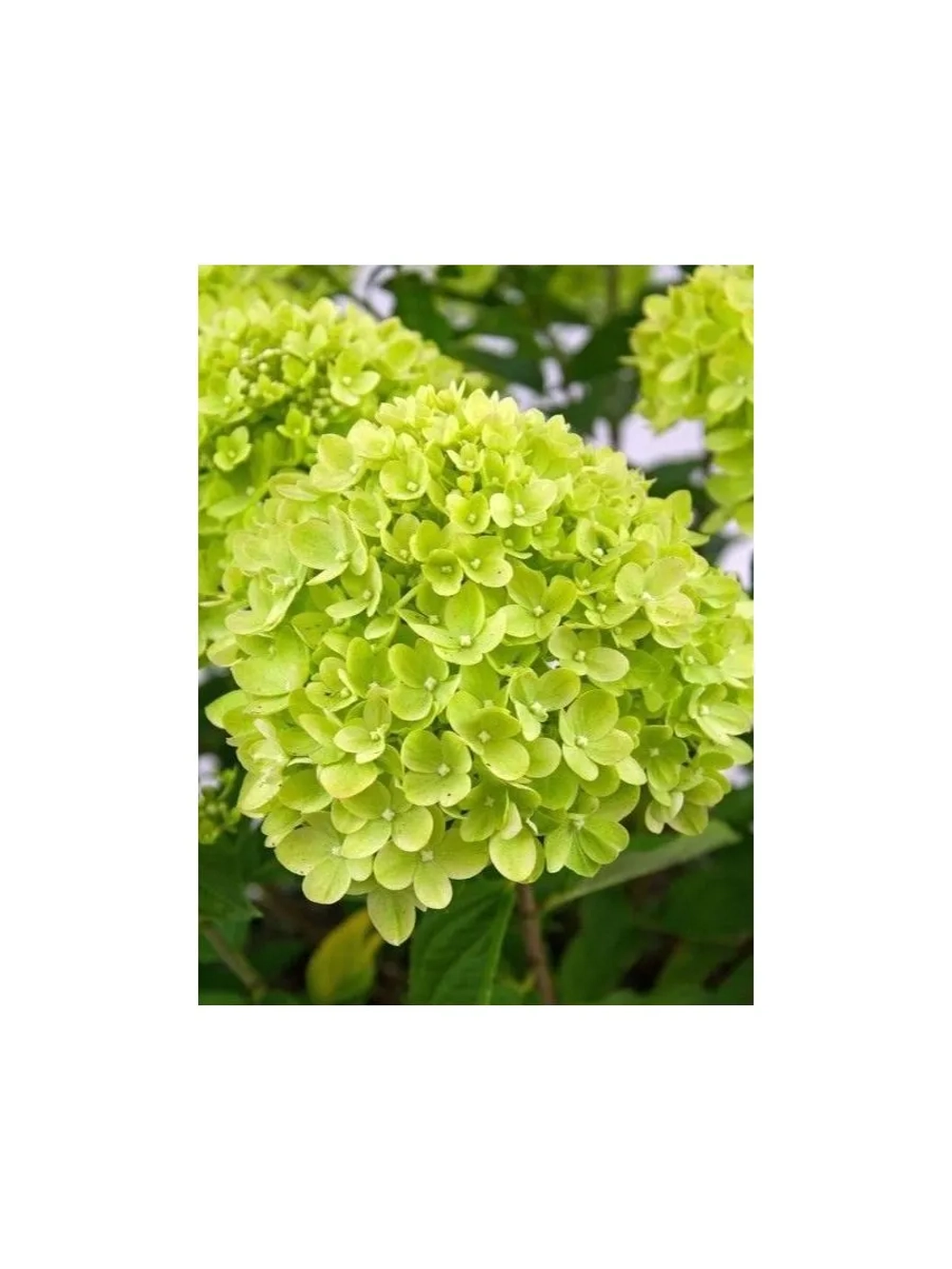 Литл Лайм гортензия метельчатая