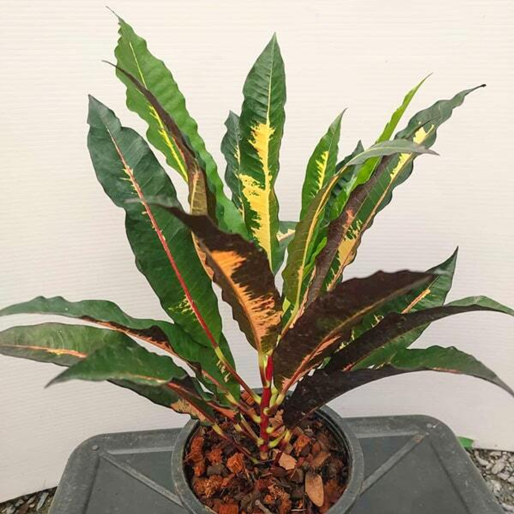 Кротон HANG KAI