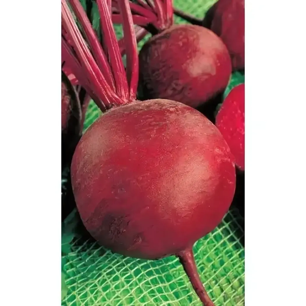 Семена Свекла Багровая (УД) Е/П