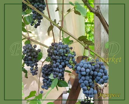 Виноград ЭКСПРЕСС Экспресс Васьковского, Экспресс Ранний.