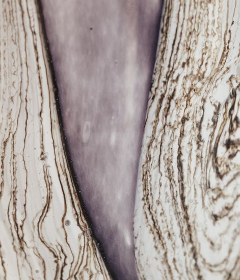 Broceliande, свеча MAX 16 Sacred Trees collection, Baobab Collection