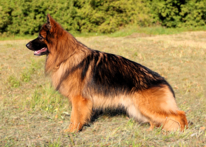 ЛИМОН Из Дома Джокера