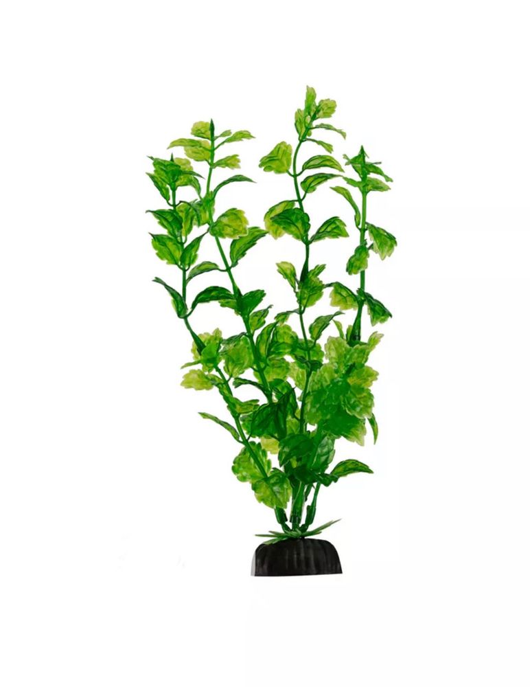 Растение зеленое с листьями овальными 4*30см