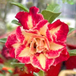 Адениум DUANG SEDTHEE