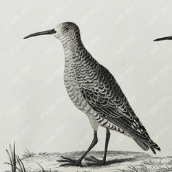 Зепп Ян. Птица кулик (самец и самка). Tringa Subarquata. Гравюра на меди. Амстердам, 1829 г.