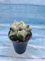 Astrophytum Myriostigma monstrosa (Астрофитум)