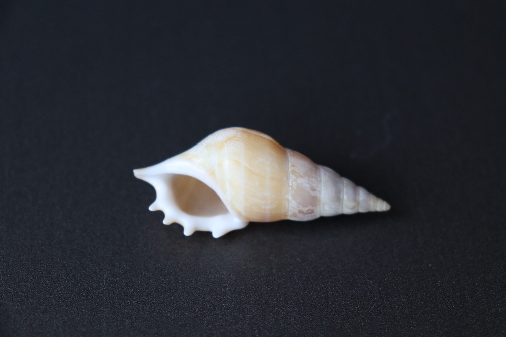 Ракушка тибия деликатула (Rostellariella delicatula)