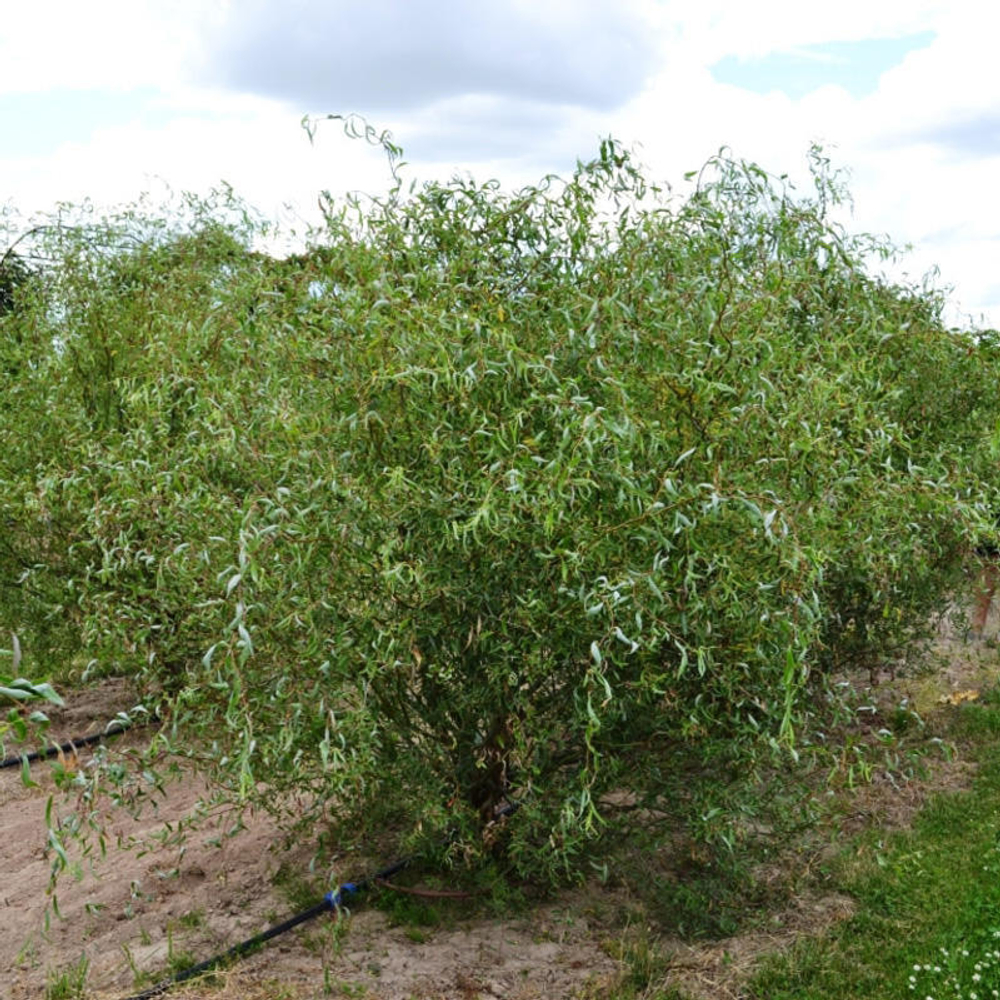 Ива извилистая "Свердловская"