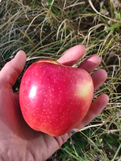 Яблоки сезонные