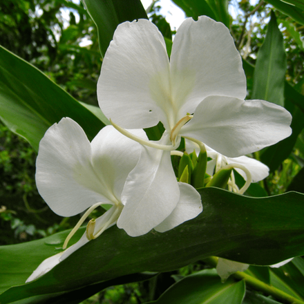 Лилия имбирная белая абсолют (Индия)