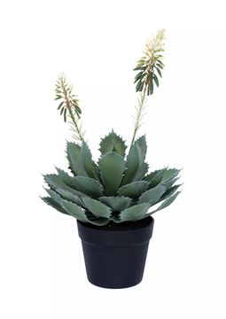 Агава Glauca Miller