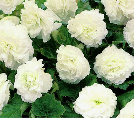 Бегония клубневая Нон Стоп Вайт март-апрель 26