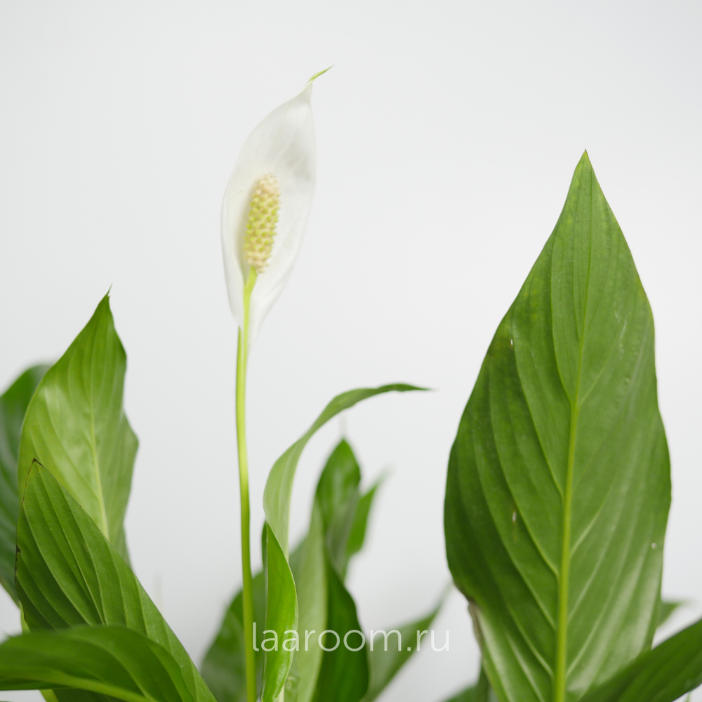 Спатифиллум Бинго Купидо 19/80