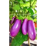 Семена Баклажан Сиреневый (УД) 20шт Е/П