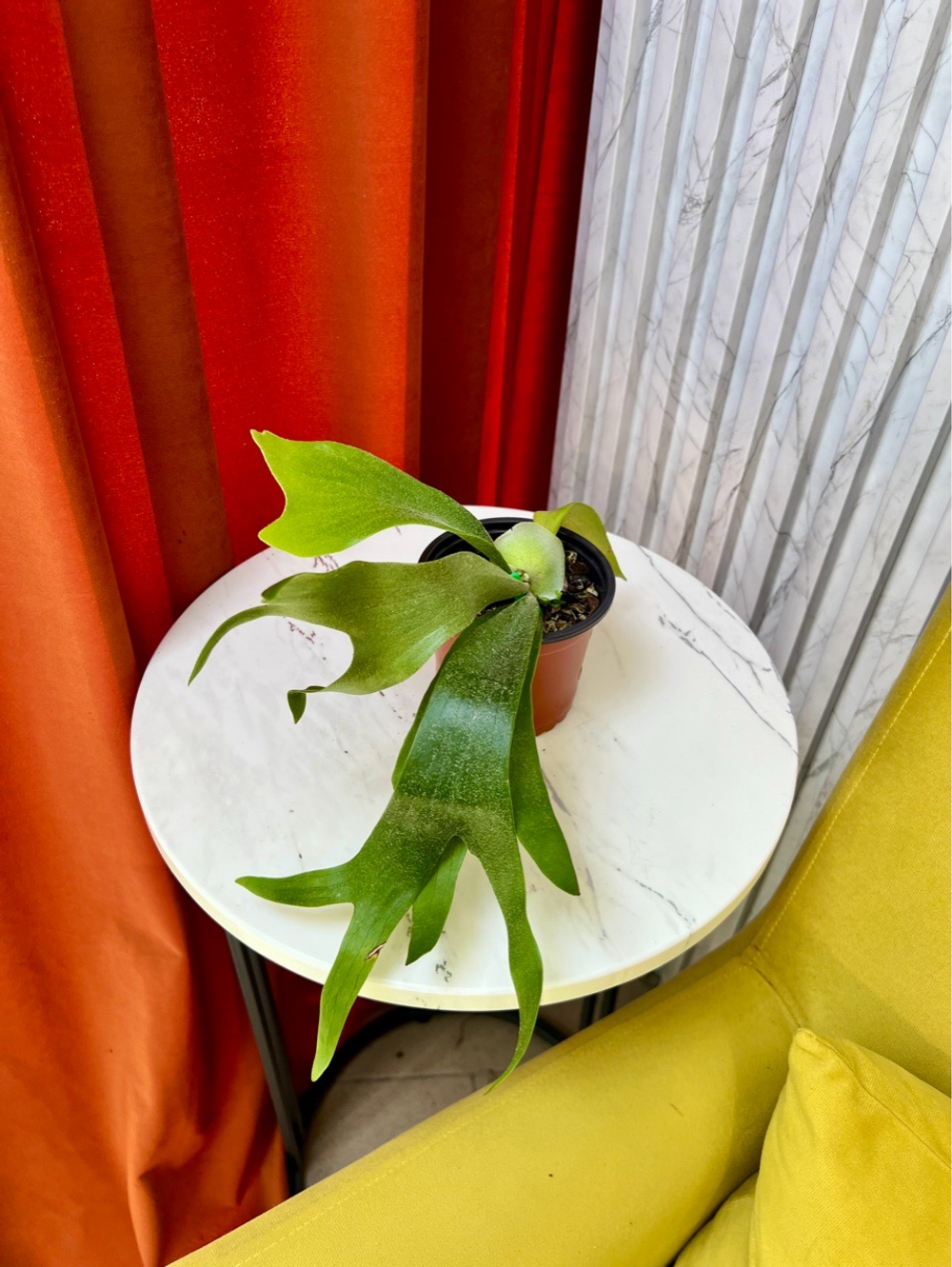 Платицериум Альцикорне, D8-11см Н25см, 1шт, Urban Jungle