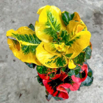 Кротон LOOKMAI NV03/2027