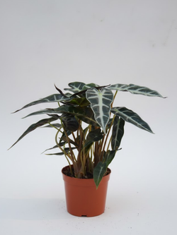 Алоказия Magic Mirror д.12