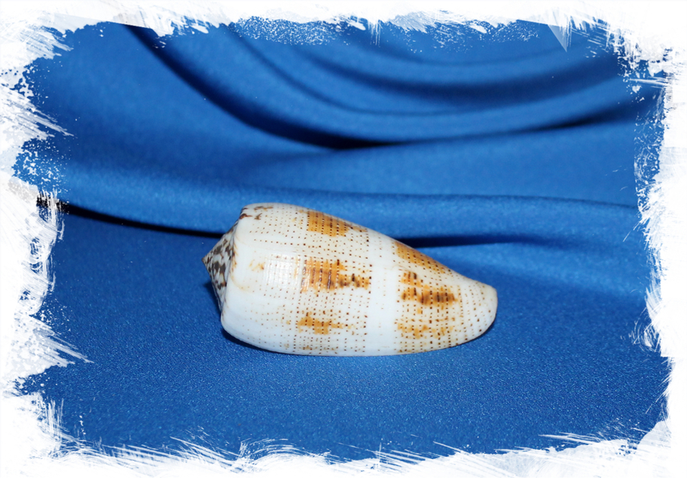 Conus Fulvobullatus, Pionoconus magus, conus magus