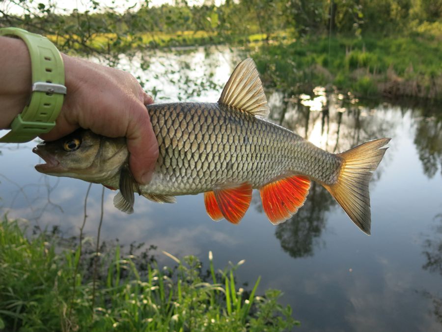 Голавлевое начало - отчет о рыбалке от Валерия Сикиржицкого