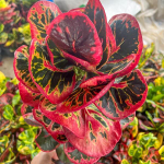 Кротон TUANG NGERN