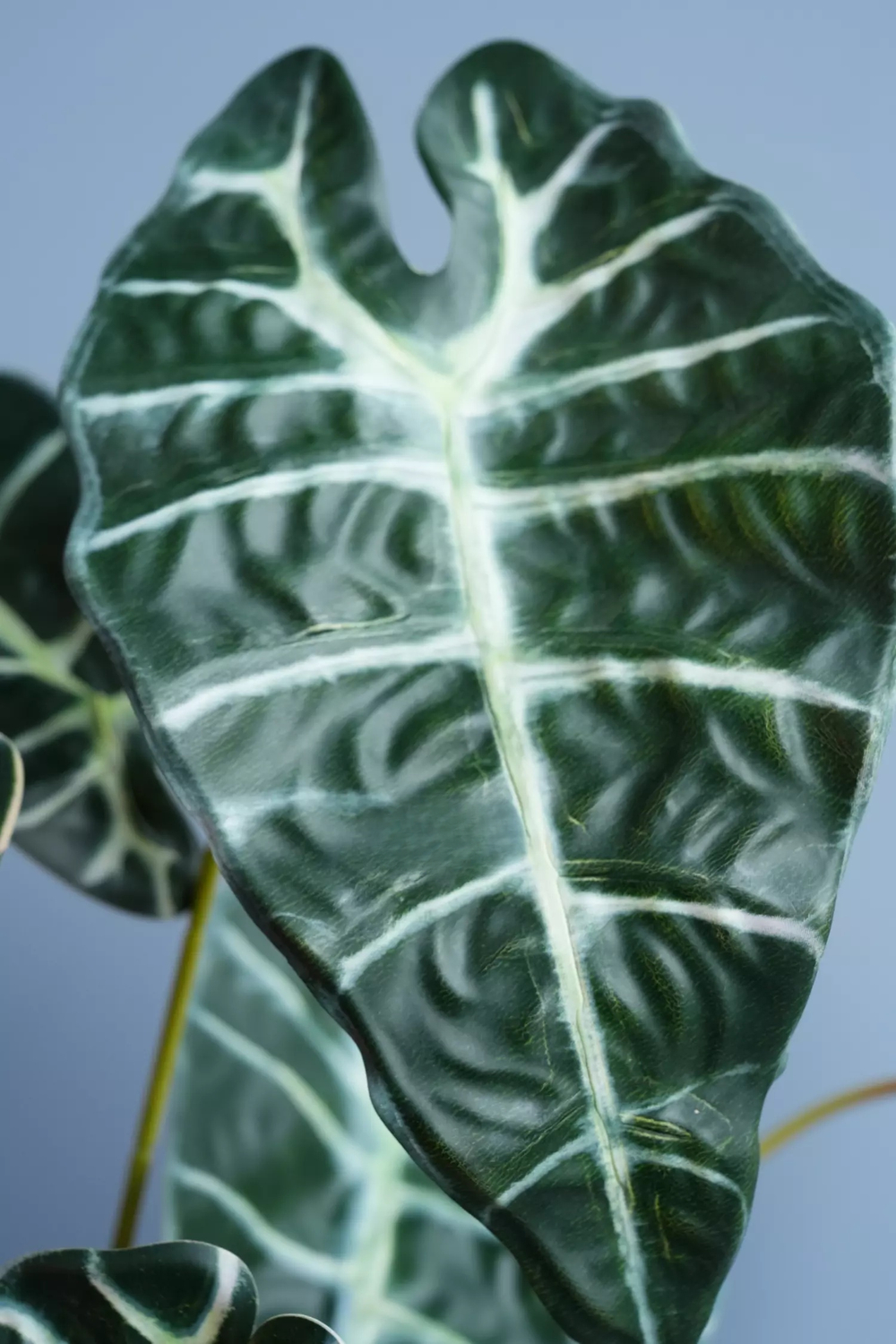 Куст Алоказии из 9 листьев