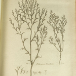 «Путешествие профессора Палласа по разным провинциям Российской Империи и по Северной Азии»