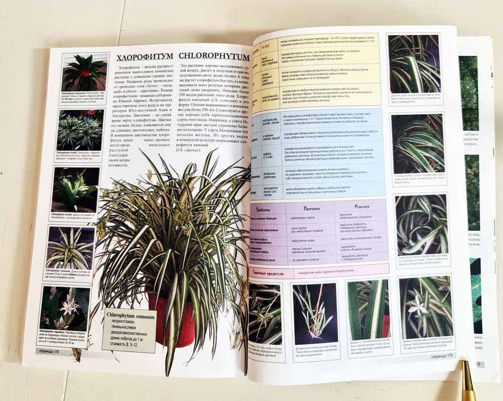 Все о 100 самых популярных комнатных растениях. Ян Ван дер Неер. 2007 г.