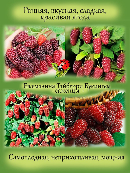 Ежемалина Тайберри