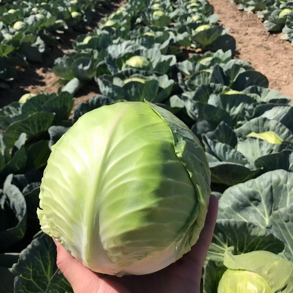ТАФМА F1 семена капусты белокочанной (Rijk Zwaan | Alexagro) – фото 1