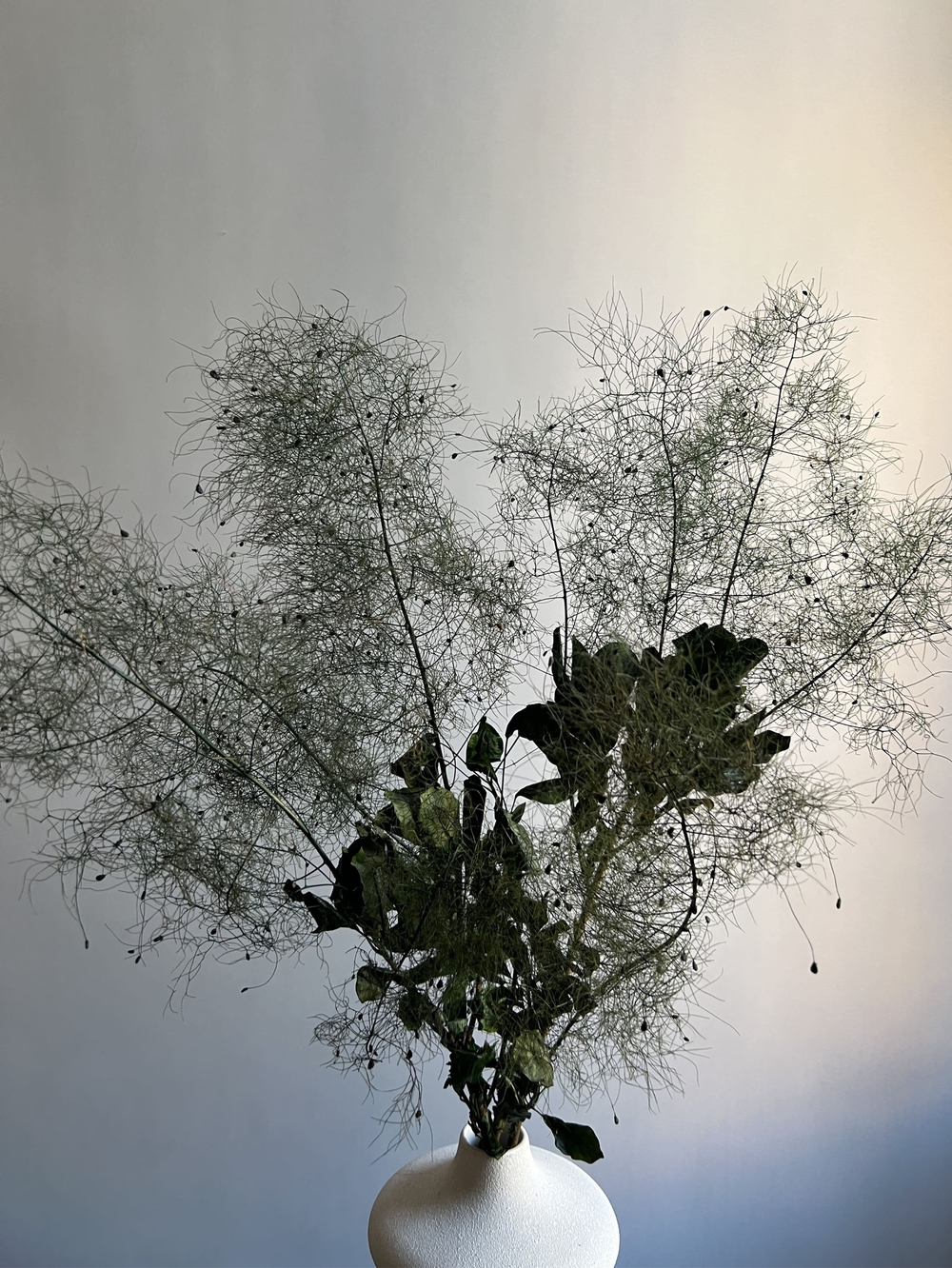 Котинус стабилизированный зеленый