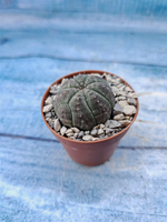 Euphorbia Obesa (Эуфорбия)