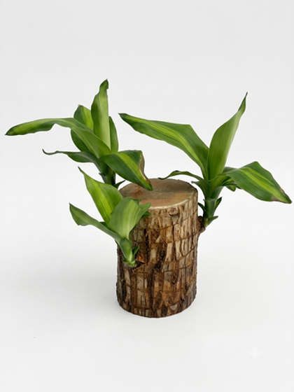 Драцена fragrans д. 6 без корней