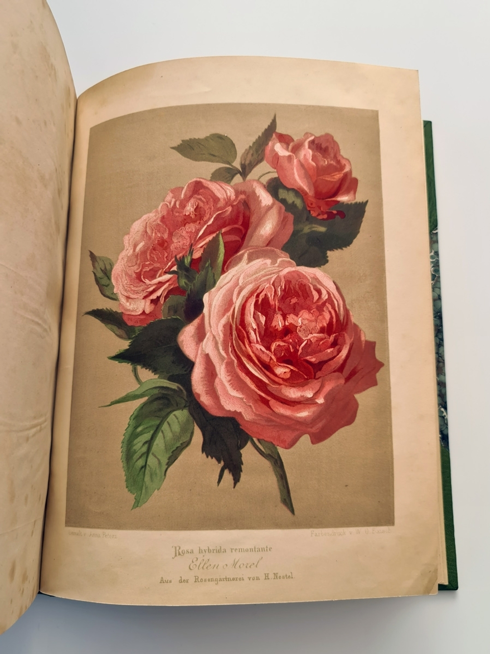 "Nestel`s Rosengarten. [  Сад роз Нестела]". E. Schweizerbartsche Verlagshandlung. 1869г.