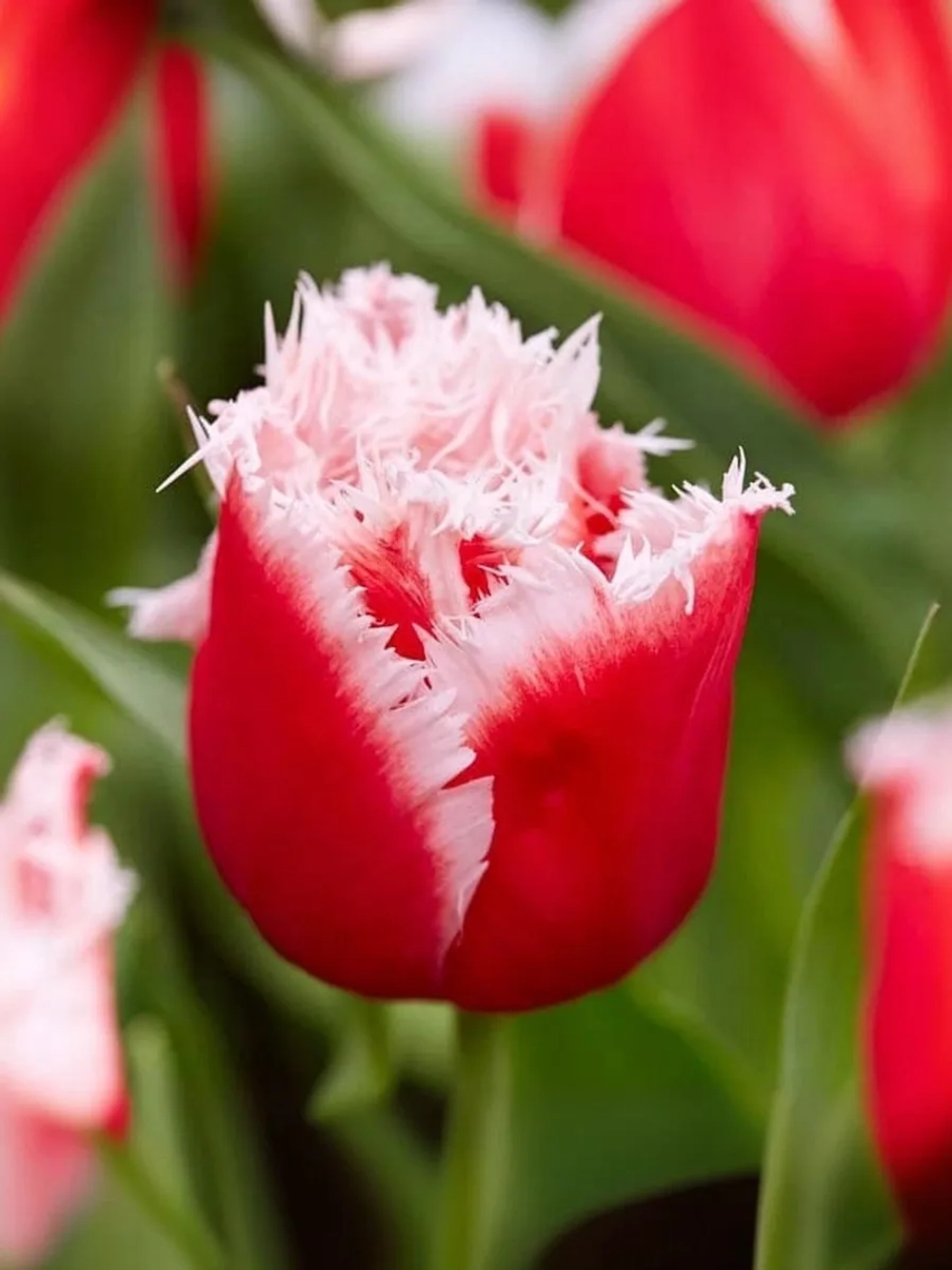 Тюльпан Бахромчатый Нью Санта