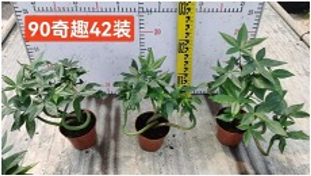 Пахира отогнутая д.9