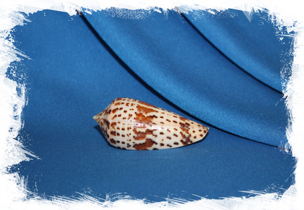 Конус инскриптус (Conus inscriptus), 6-8см, 1шт
